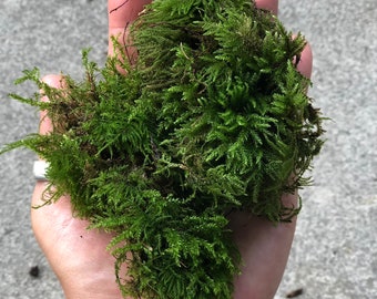 Living Green Moss for Terrariums, Fairy Gardens & Bonsai