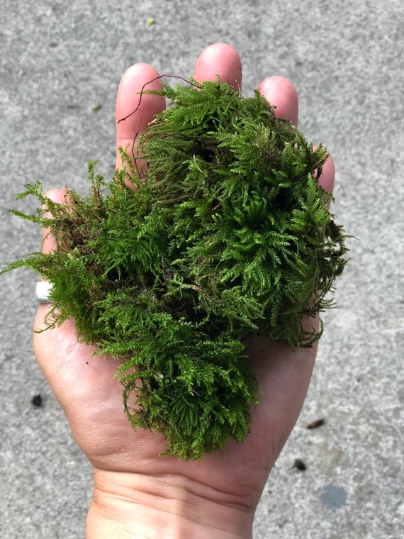 How should I put this moss in my terrarium? Should I only use the green on  top? : r/terrariums