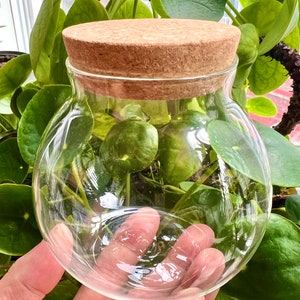 Small Round Glass Terrarium Container with Cork Lid