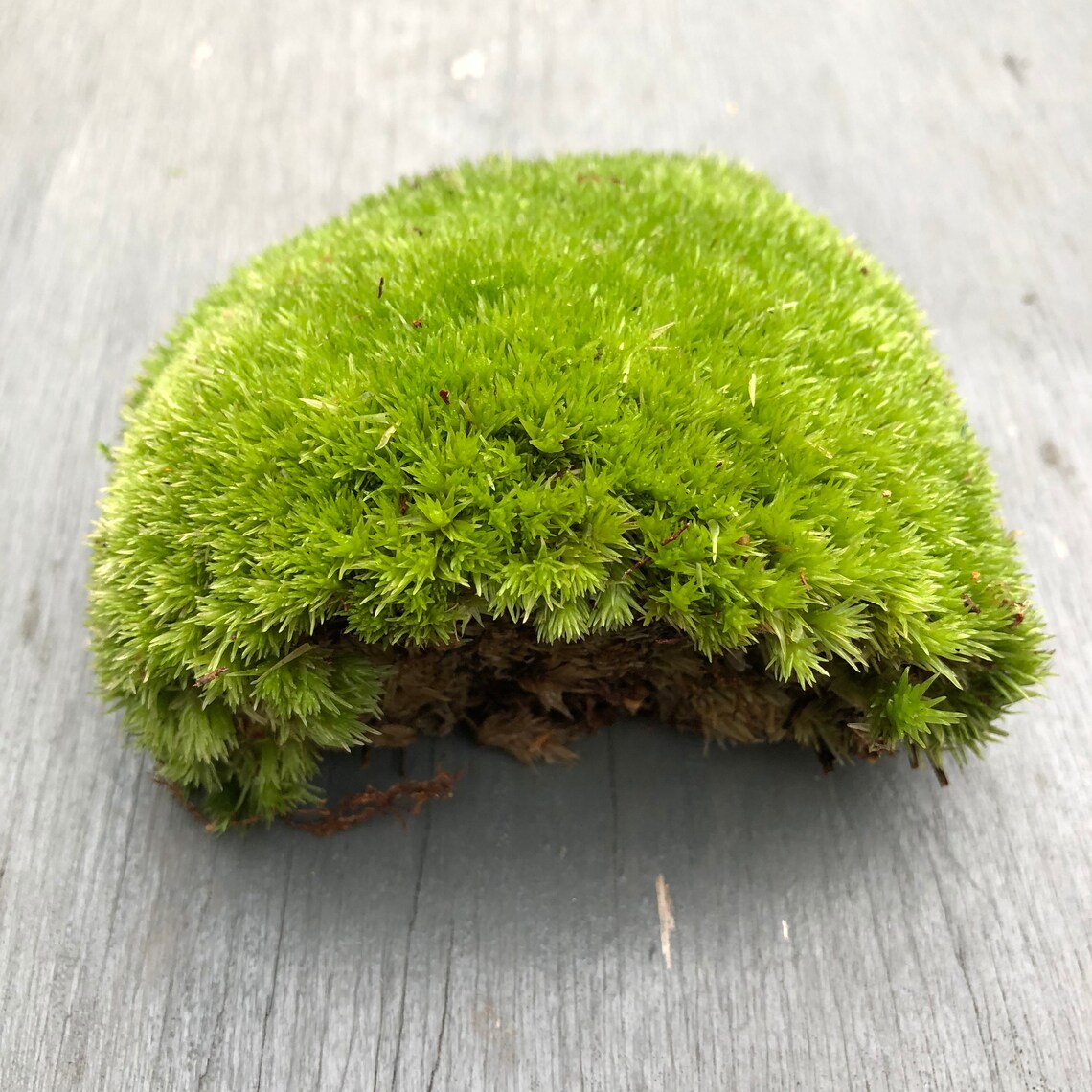 Live Cushion Moss Bun Moss Terrarium Moss Terrarium Etsy UK
