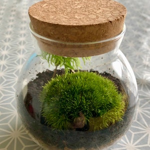 Kissenmoos Terrarium Kit: Lebendes Bun Moss, Kork Stopper, DIY