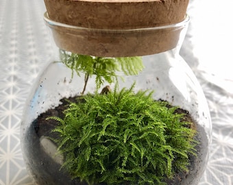 Kit per terrario con muschio a piuma – Mini muschio con coperchio in sughero
