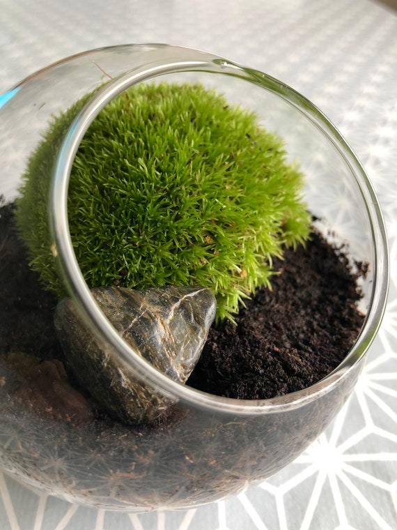 micro woodlands mini terrarium