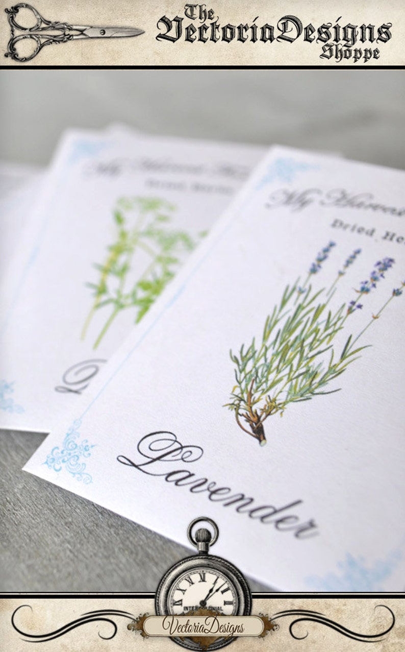 Puede incluir: Dos tarjetas blancas con acentos azules, que presentan ilustraciones de hierbas secas. La tarjeta superior muestra una rama de lavanda con el texto "Lavender" escrito en cursiva. La tarjeta inferior muestra una rama de eneldo con el texto "Dill" escrito en cursiva. Las tarjetas son parte de un conjunto de hierbas secas.