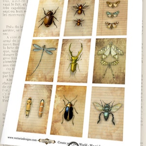 Bugs Cards, Printable Bugs Labels, Paper Craft, Curiosity Cabinet, Bug Paper, Ephemera Printable, Entomology, Cabinet Card, Bugs Gift 000962 image 2