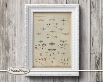 Dragonfly Mini Poster vintage crafting paper craft art prints wall art instant download printable paper digital collage sheet - VDWAVI1596