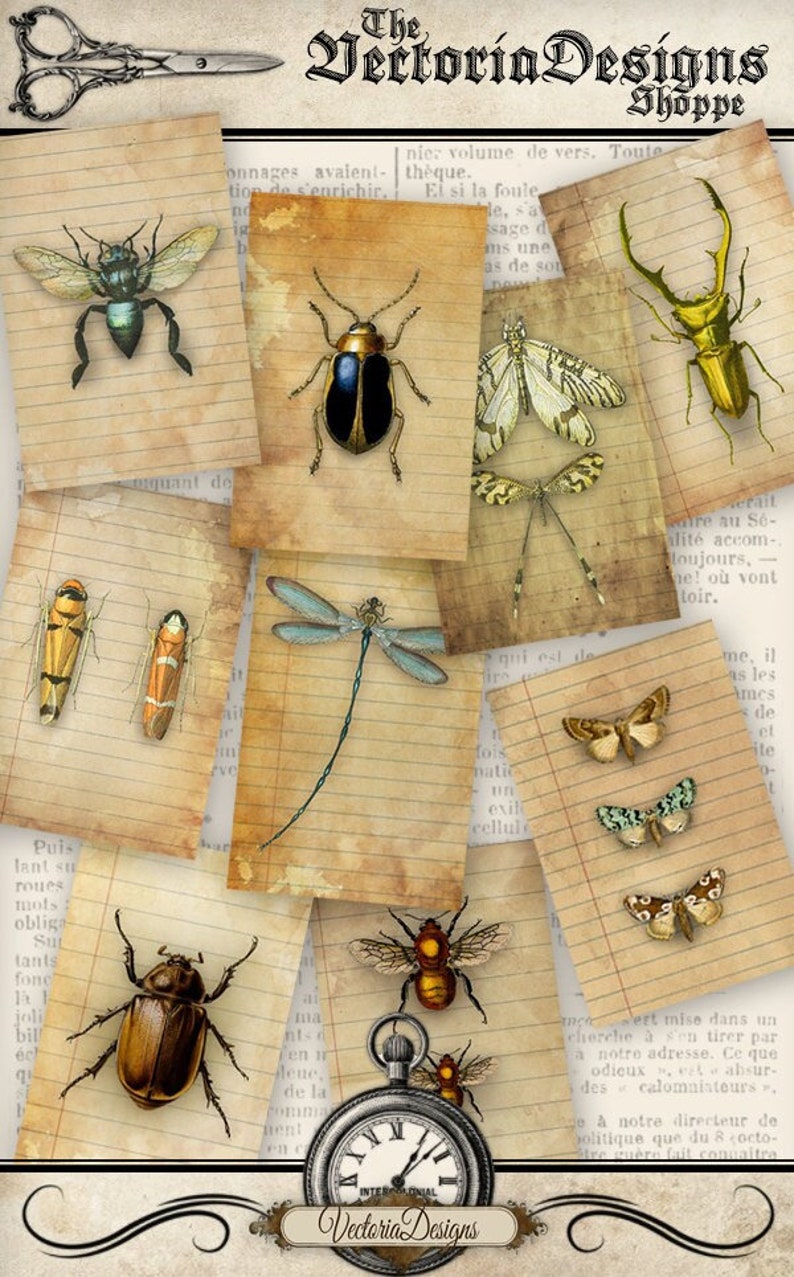 Bugs Cards, Printable Bugs Labels, Paper Craft, Curiosity Cabinet, Bug Paper, Ephemera Printable, Entomology, Cabinet Card, Bugs Gift 000962 image 1