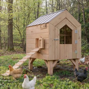 May include: A wooden chicken coop with a sloped metal roof and a small ramp. Several chickens of various colours, including brown, white, and black, are in the grassy area surrounding the coop. The coop is elevated on wooden supports.