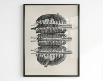 Kammerbaum • Fine Art Giclée & C-Type Print