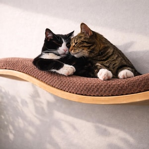 May include: Two cats, one black and white, the other brown tabby, rest on a curved, wall-mounted cat shelf. The shelf has a brown, textured cushion and a light wood frame. The cats are nestled together, creating a cozy scene.
