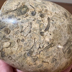 K&ouml;nnte beinhalten: Ein abgerundeter, beigefarbener Stein mit strukturierter Oberfl&auml;che. Der Stein weist dunkelbraune und graue fossilartige Muster und Markierungen auf. Das Objekt wird in einer Hand gehalten.
