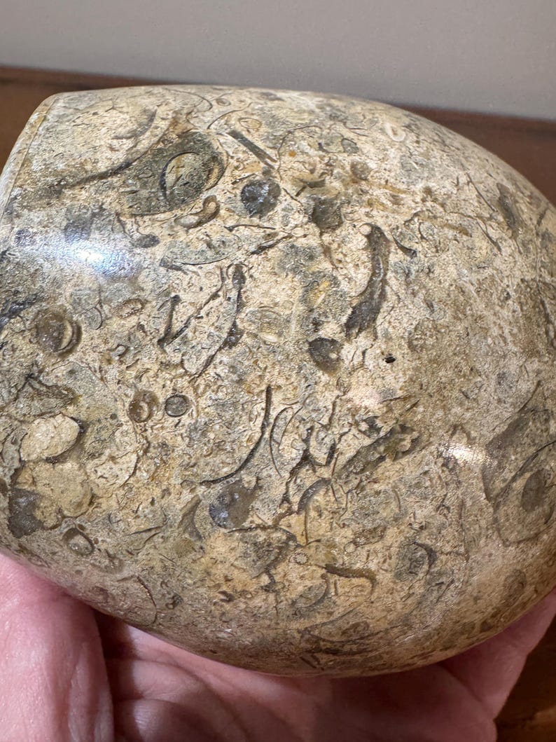 K&ouml;nnte beinhalten: Ein abgerundeter, beigefarbener Stein mit strukturierter Oberfl&auml;che. Der Stein weist dunkelbraune und graue fossilartige Muster und Markierungen auf. Das Objekt wird in einer Hand gehalten.