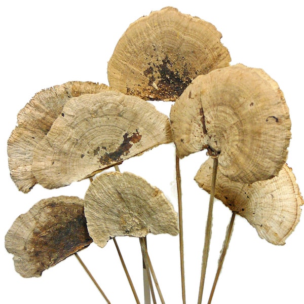 Dried Sponge Mushrooms on a Stick, Dried Natural Mushrooms, Pack of 7, Preserved Mushrooms on sticks for Wreaths