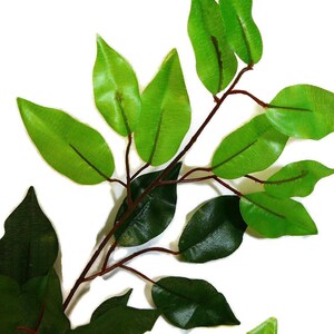 May include: A close-up of a branch with green leaves. The leaves are arranged in a cluster, with some overlapping. The branch is brown and has a few small twigs.