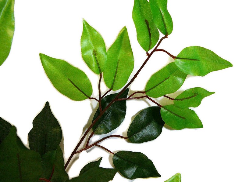 May include: A close-up of a branch with green leaves. The leaves are arranged in a cluster, with some overlapping. The branch is brown and has a few small twigs.
