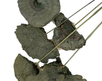 Dried Sponge Mushrooms on a Stick, Dried Natural Mushrooms, Pack of 5 Preserved Mushrooms on sticks for Wreaths