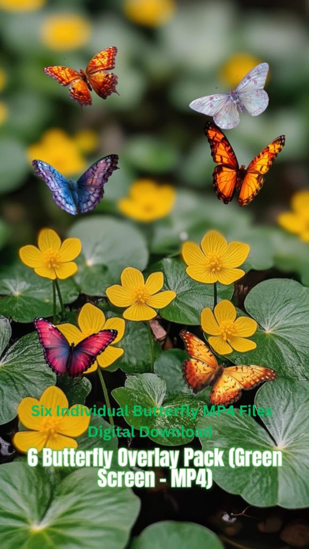 Set of 6 Butterfly Animation Video Overlay | Green Screen Effects ...