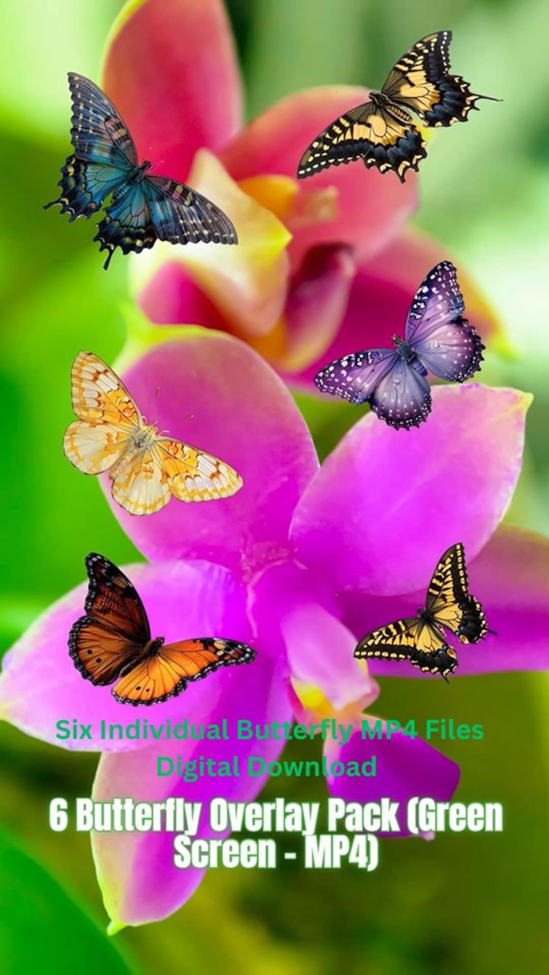 Set of 6 Butterfly Animation Video Overlay | Green Screen Effects ...