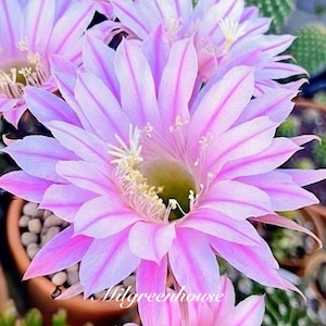 May include: A vibrant cactus flower with multiple layers of pointed petals in shades of light pink and white, featuring a central cluster of yellow stamens. The text Milgreenhouse is printed in white cursive script across the lower petals.