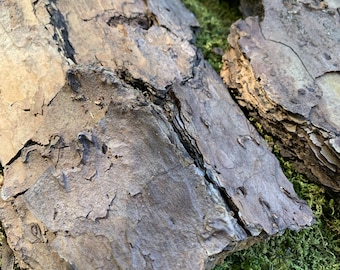 Natural Pine Bark Pieces – 3 Rustic Craft & Decor Pieces, 8–12 inches