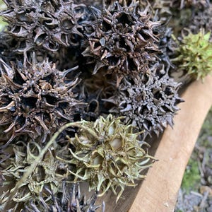 May include: Close-up of a collection of spiky seed pods in varying shades of brown and green. The pods are clustered together in a wooden container, showcasing their unique, star-like shapes and textures. The natural elements create a rustic aesthetic.