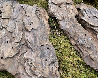 Natural Pine Bark Pieces • 21 pcs (1 lb) • Forest Craft Supplies • Rustic Decor Materials