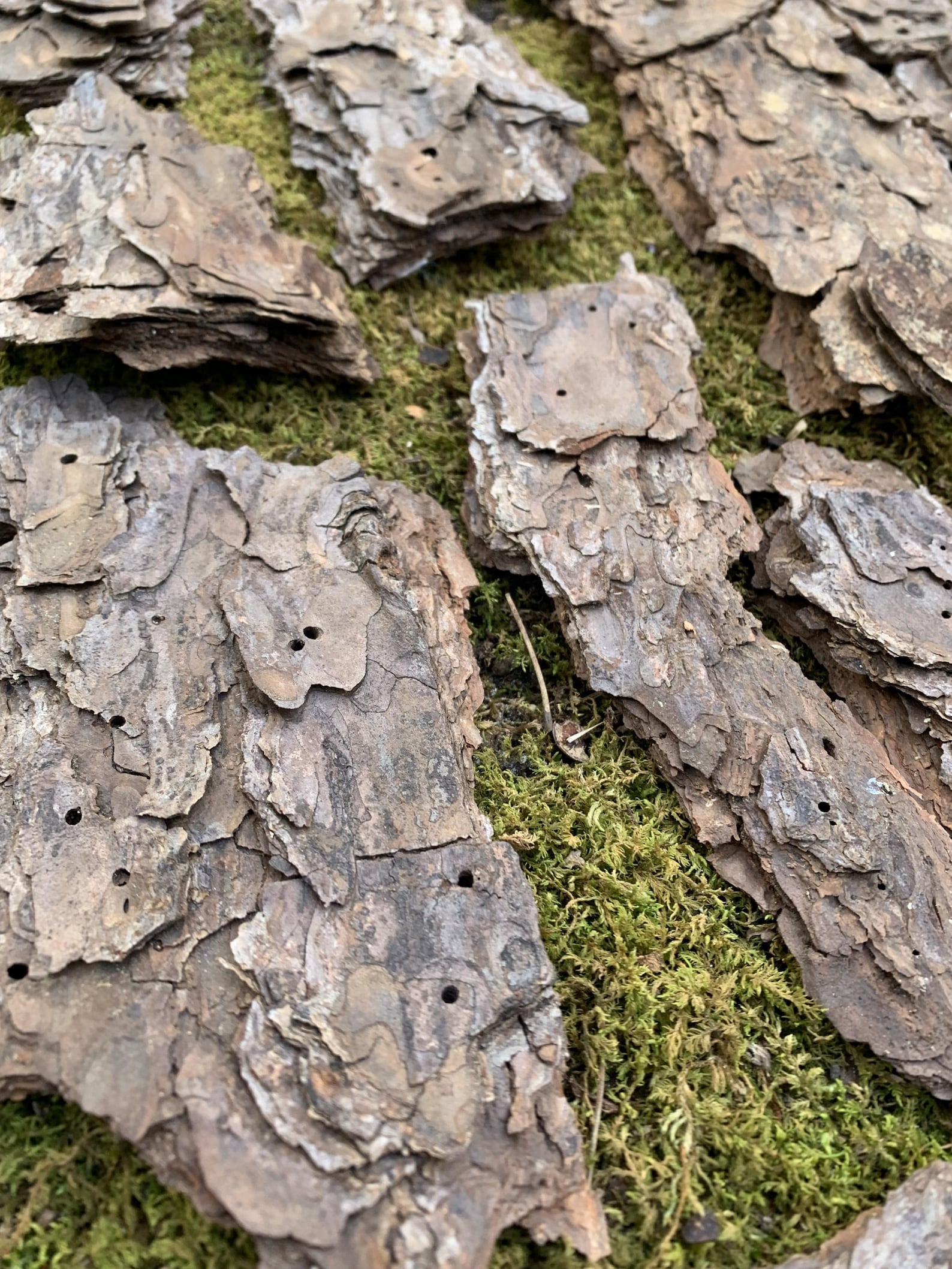 Natural Pine Bark Pieces • 21 Pcs (1 Lb) • Forest Craft Supplies ...
