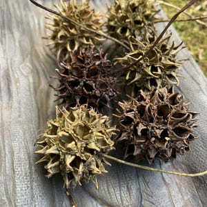 May include: Close-up of several brown and tan spiky seed pods, possibly sweetgum balls, arranged on a weathered wooden surface. The pods have a star-like shape with sharp points, and some have attached stems.