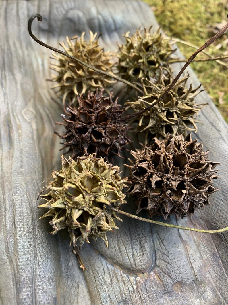 May include: Close-up of several brown and tan spiky seed pods, possibly sweetgum balls, arranged on a weathered wooden surface. The pods have a star-like shape with sharp points, and some have attached stems.