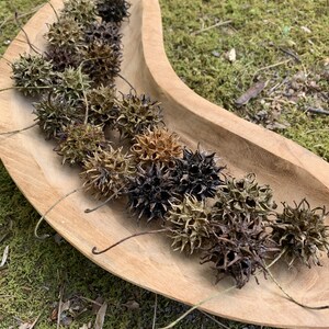 May include: A wooden, curved bowl filled with spiky, brown seed pods. The pods vary in color from light brown to dark brown and black. The bowl sits on a bed of green moss.