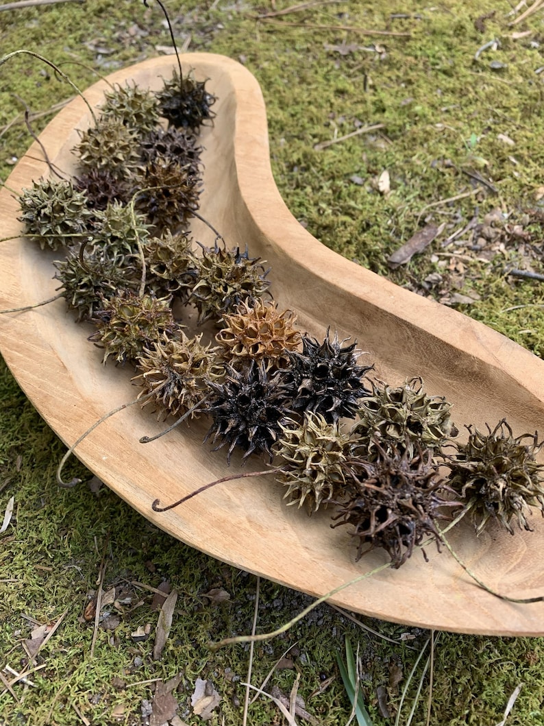 May include: A wooden, curved bowl filled with spiky, brown seed pods. The pods vary in color from light brown to dark brown and black. The bowl sits on a bed of green moss.