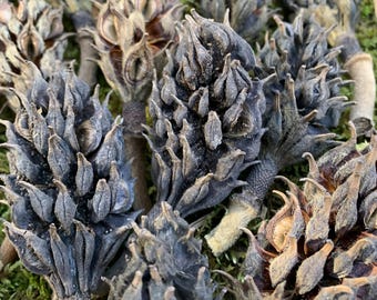 Dried Magnolia Seed Pods: Natural Rustic Decor, Craft Supplies