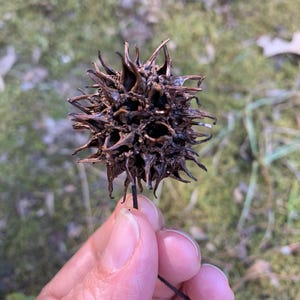 May include: A brown sweetgum seed pod, held by a person. The pod is spiky and round, with a dark brown color. The background is blurred, showing green grass and leaves.