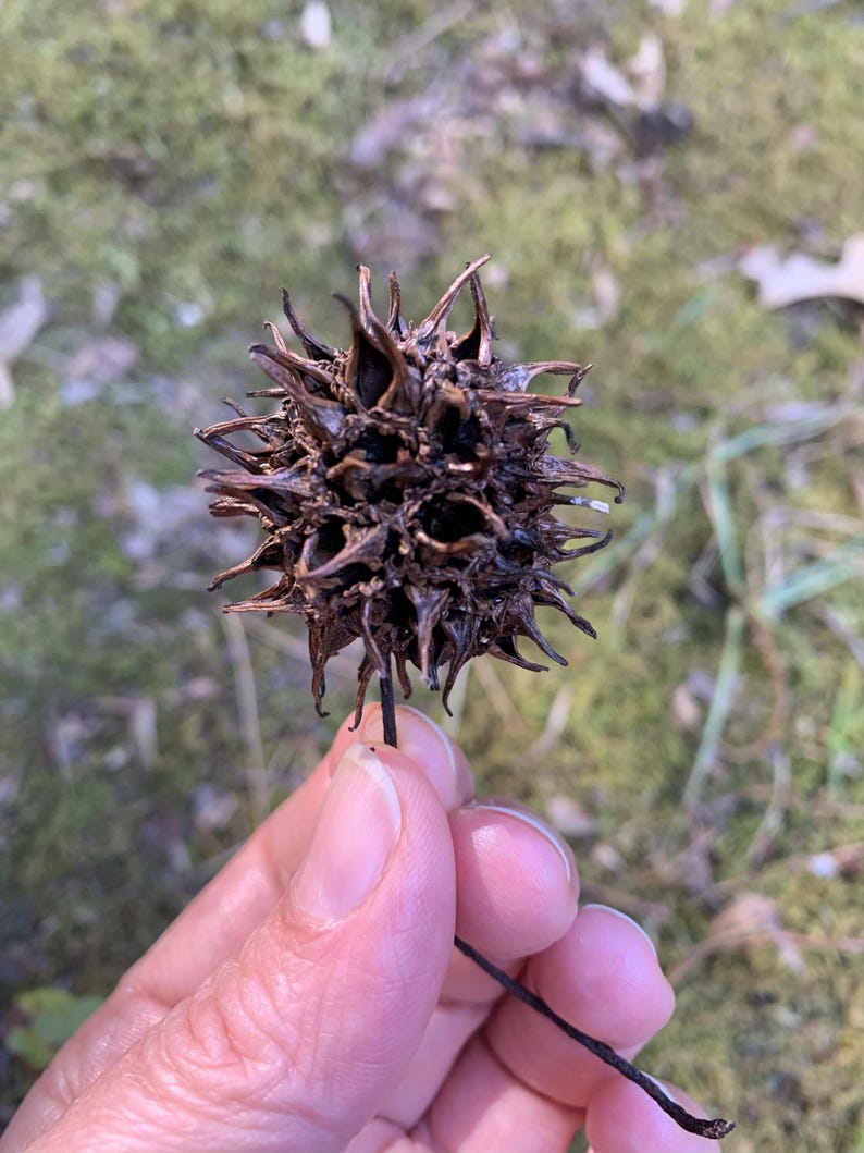 May include: A brown sweetgum seed pod, held by a person. The pod is spiky and round, with a dark brown color. The background is blurred, showing green grass and leaves.