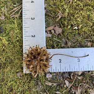 May include: A brown, spiky seed pod, approximately 1.5 inches in diameter, rests on a bed of green moss. A metal ruler is placed next to the pod, showing measurements in inches. The pod has a stem extending from its center.