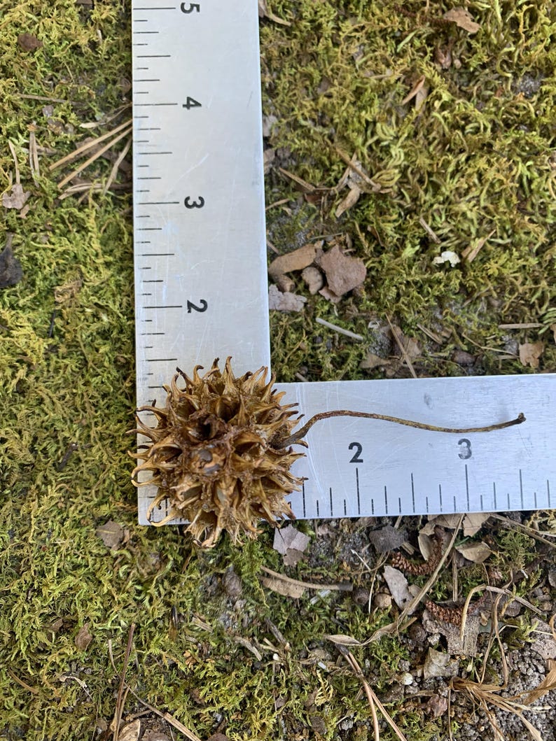 May include: A brown, spiky seed pod, approximately 1.5 inches in diameter, rests on a bed of green moss. A metal ruler is placed next to the pod, showing measurements in inches. The pod has a stem extending from its center.