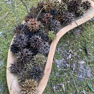 May include: A wooden, scoop-shaped bowl filled with spiky, brown seed pods. The pods vary in color from light tan to dark brown and black. The bowl sits on a bed of green moss and leaves, creating a natural, earthy aesthetic.