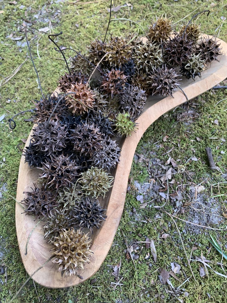 May include: A wooden, scoop-shaped bowl filled with spiky, brown seed pods. The pods vary in color from light tan to dark brown and black. The bowl sits on a bed of green moss and leaves, creating a natural, earthy aesthetic.