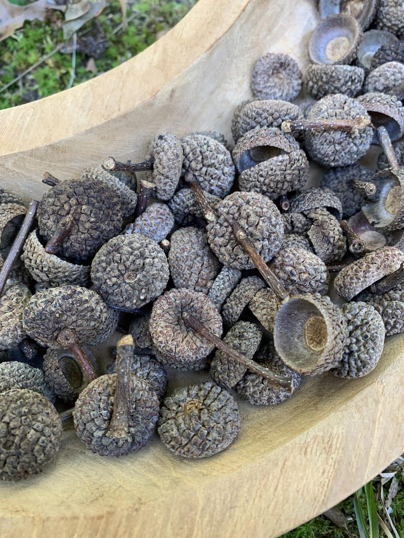 White Oak Acorns For Sale