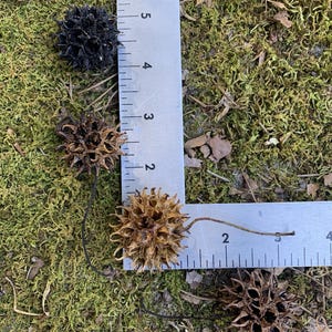 May include: Close-up of several spiky seed pods, ranging in color from dark brown to black, resting on a bed of green moss. A metal ruler is placed next to the pods, showing measurements in inches.