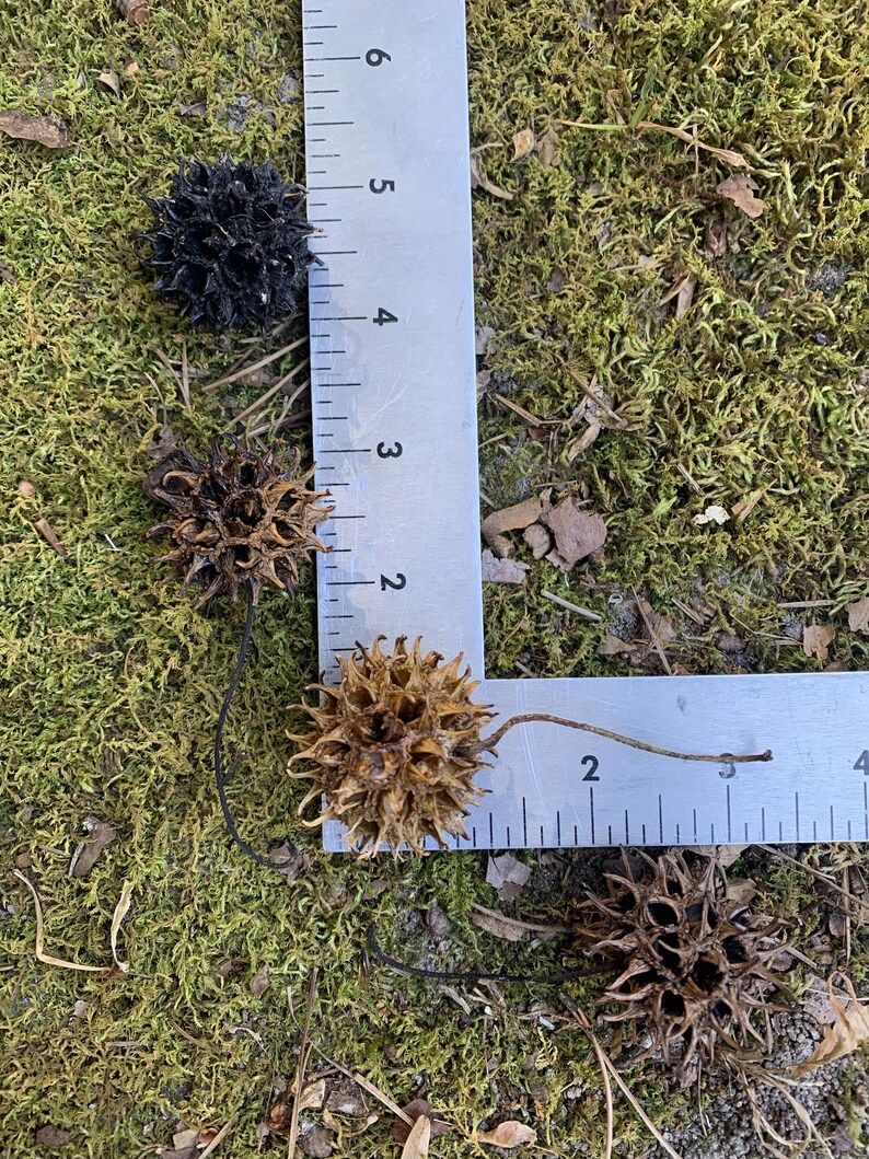 May include: Close-up of several spiky seed pods, ranging in color from dark brown to black, resting on a bed of green moss. A metal ruler is placed next to the pods, showing measurements in inches.
