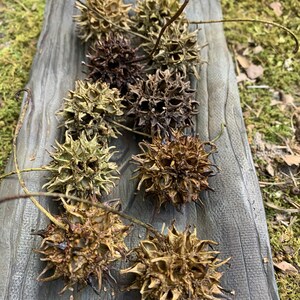 May include: A collection of spiky, brown seed pods, possibly sweetgum tree fruit, arranged on a weathered, gray wooden surface. The pods vary in color from light tan to dark brown, with long, slender stems.