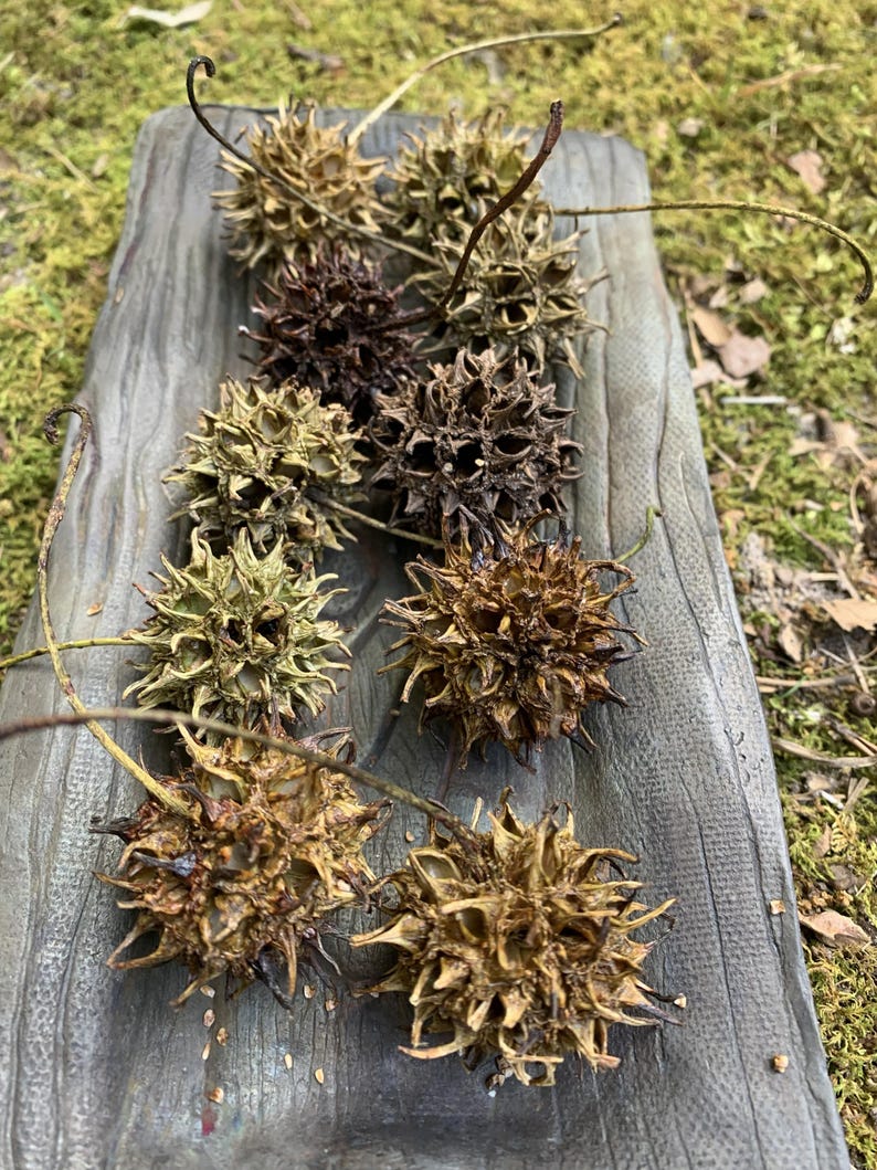 May include: A collection of spiky, brown seed pods, possibly sweetgum tree fruit, arranged on a weathered, gray wooden surface. The pods vary in color from light tan to dark brown, with long, slender stems.