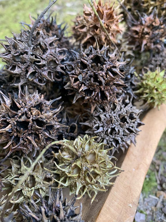 Sweet Gum Tree Seed Pods – Natural Forest Finds for Crafts & Decor