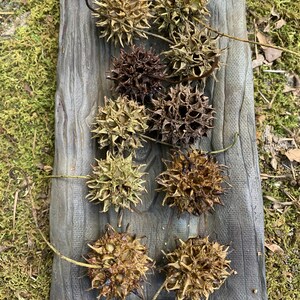May include: A collection of spiky, brown seed pods arranged on a weathered, gray rectangular wooden tray. The pods vary in color from light tan to dark brown, with some green hues. The background shows green moss and fallen leaves.