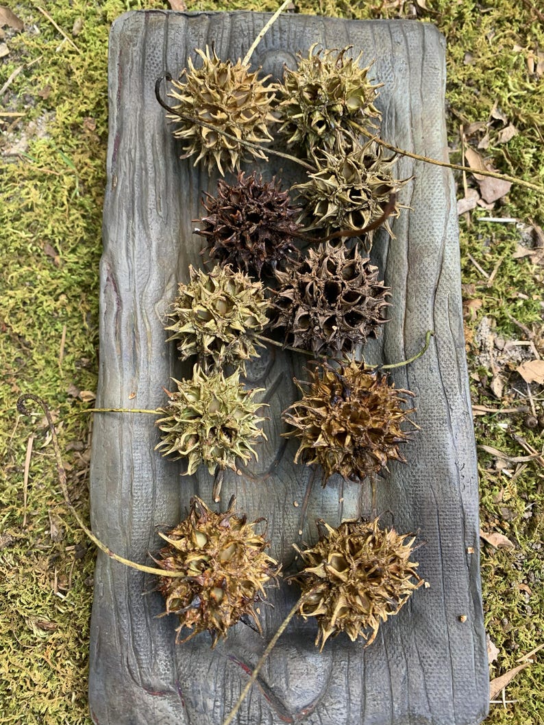 May include: A collection of spiky, brown seed pods arranged on a weathered, gray rectangular wooden tray. The pods vary in color from light tan to dark brown, with some green hues. The background shows green moss and fallen leaves.