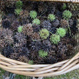 May include: A woven basket filled with spiky seed pods in shades of green, brown, and black. The basket is made of light brown wicker and sits on a bed of green moss.