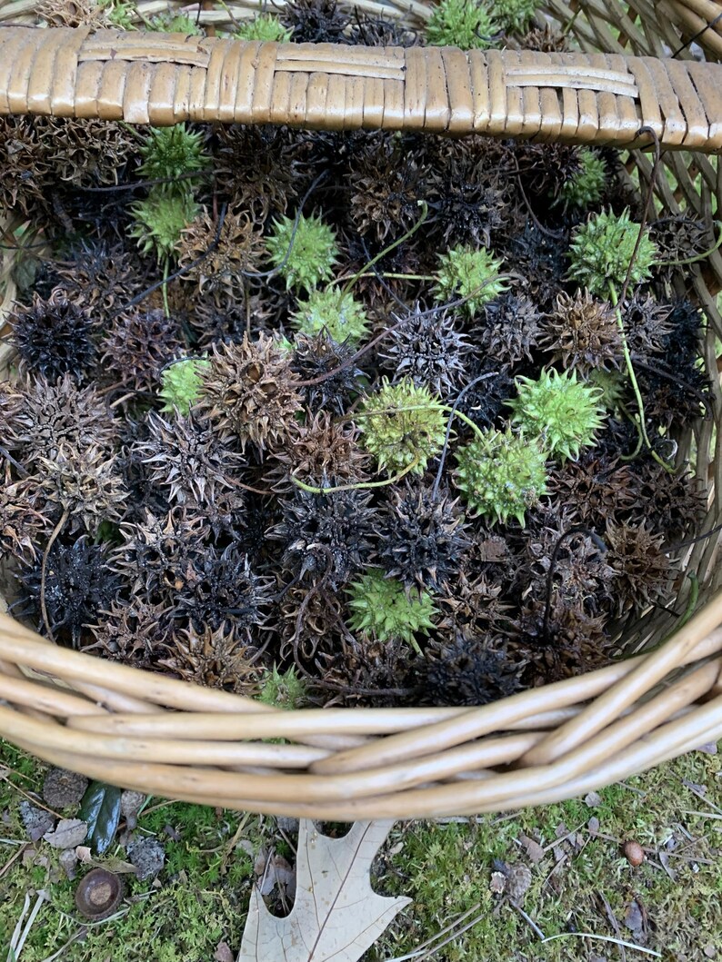 May include: A woven basket filled with spiky seed pods in shades of green, brown, and black. The basket is made of light brown wicker and sits on a bed of green moss.