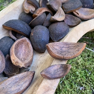 May include: A wooden bowl filled with dark, oval-shaped nuts and their brown shells. The nuts have a textured, dark blue-gray exterior. Some shells are scattered around the bowl on a bed of green moss.