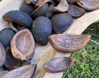 Natural Hickory Nut Hulls – 50-Piece Sets – Craft Supply – Rustic Decor and Art Materials